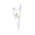 Petzl ASAP´SORBER 2026